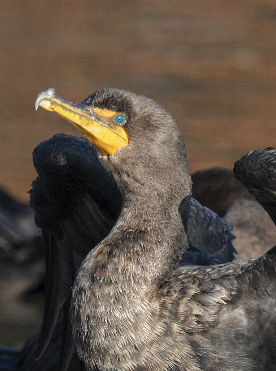 Portrait of a cormorant