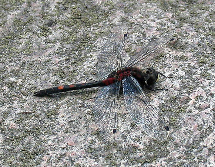 Leucorrhinia dubia - Myrtrollslända, Sjököp).jpg