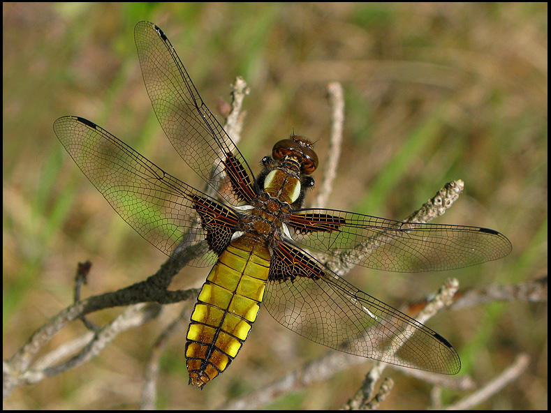 Libellula depressa - Bred Trollslända, female.jpg