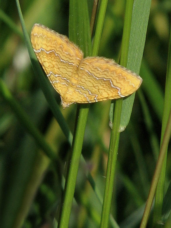 Gulvingad fältmätare - Camptogramma bilineata - Yellow Shell Moth.jpg