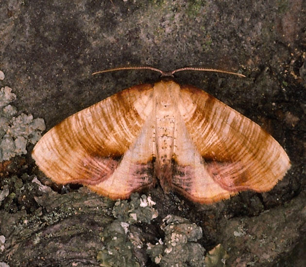 Tvrstrimmig smalvingemtare - Plagodis dolabraria -  .jpg