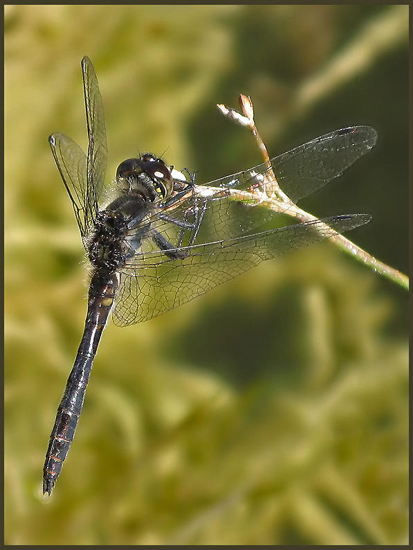 Sympetrum danae - Svart ngstrollslnda.jpg