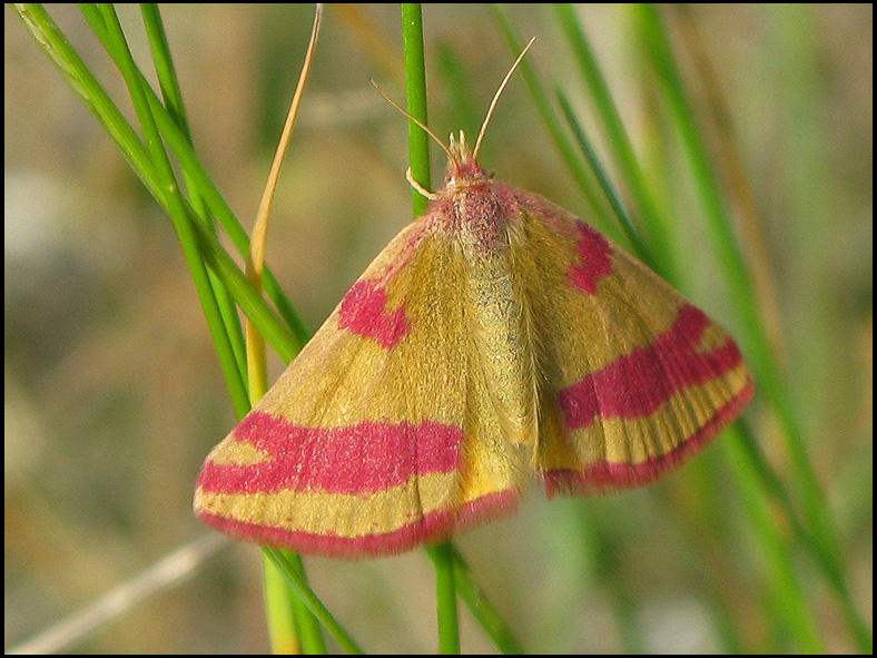Allmn purpurmtare - Lythnia ruteraria -  .jpg