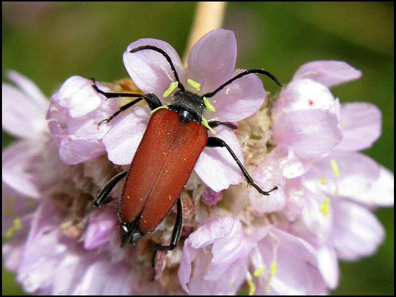 Tegelbock,female - Anastrangalia sanguinolenta