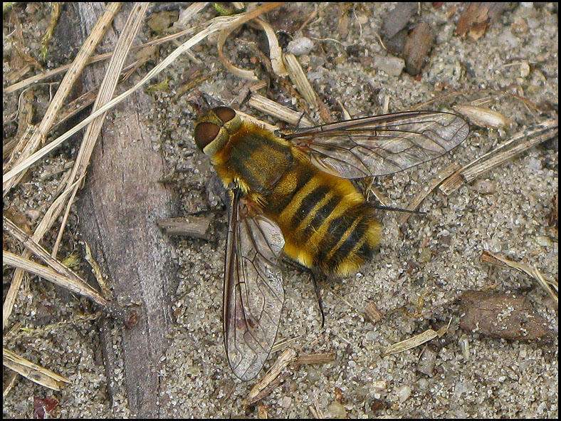 Villa hottentotta, female.jpg