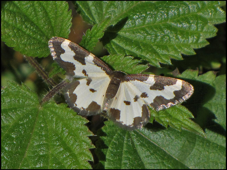 Liten flckmtare - Lomaspilis marginata .jpg