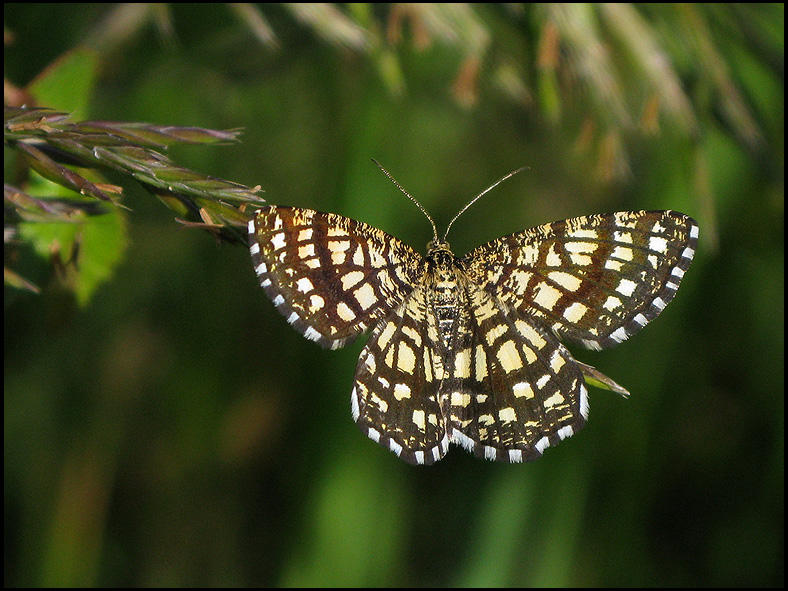 Rutig Buskmtare - Semiothisa clathrata  .jpg