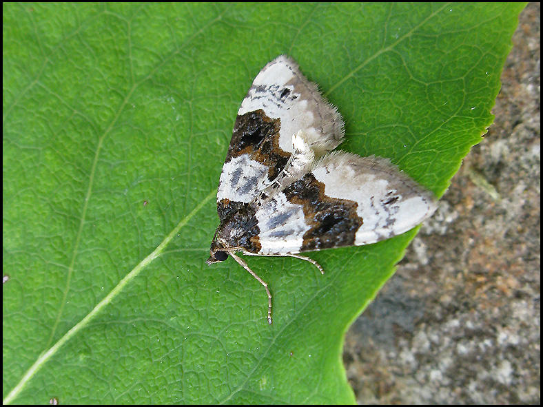 Ögonfläckad fältmätare - Cosmorhoe ocellata - .jpg