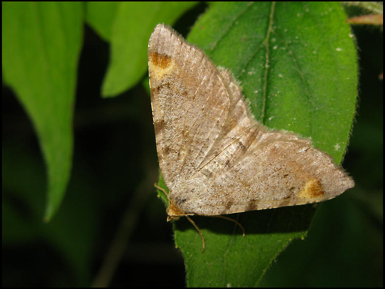 Tallbgmtare - Macaria liturata