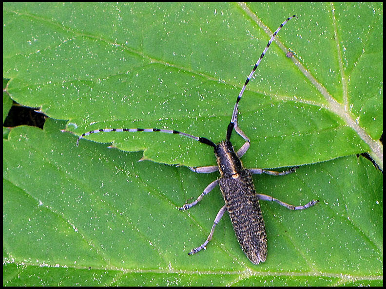 Lnghorningar- Cerambycidae
