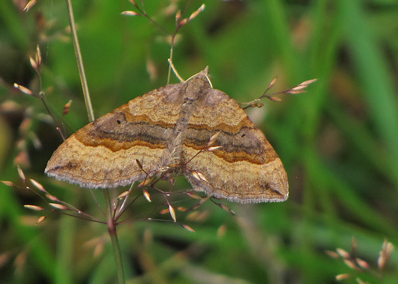 Allmn backmtare -Scotopteryx chenopodiata -  .jpg