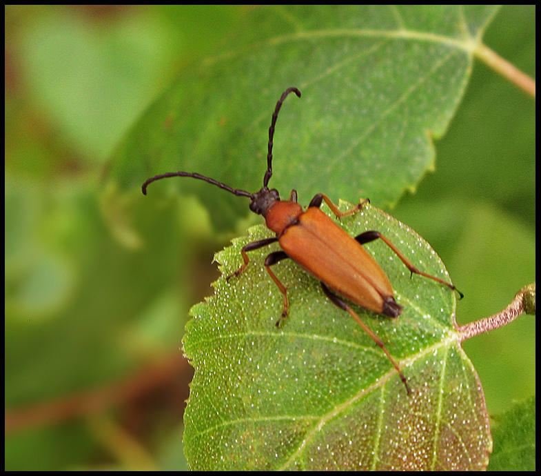 Gulrd Blombock - Stictoleptura rubra Gulrd Blombock, female.jpg