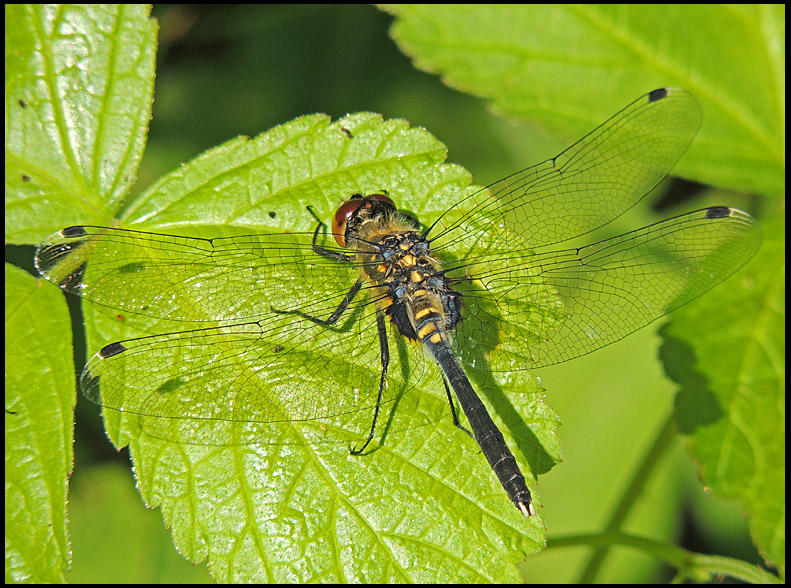 Leucorrhinia albifrons, juvenile male - Pudrad krrtrollslnda.jpg