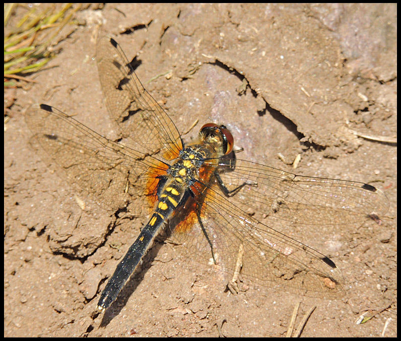 Leucorrhinia albifrons, female - Pudrad krrtrollslnda.jpg