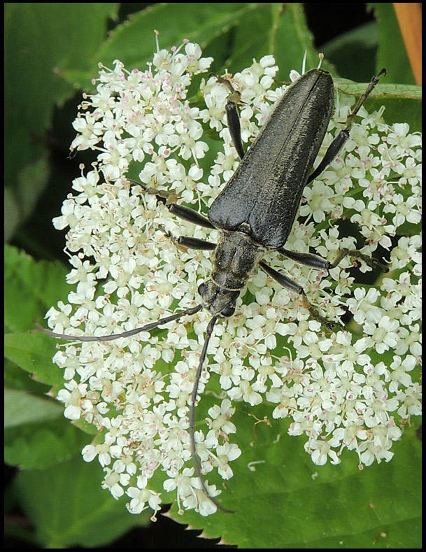 Randig skulderbock - Oxymirus cursor.jpg 