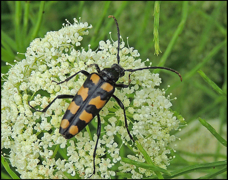 Fyrbandad blombock - Leptura quadrifasciata - 