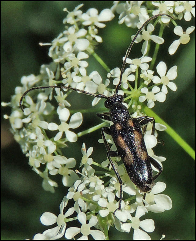 Sexflckig blombock - Anoplodera sexguttata   .jpg