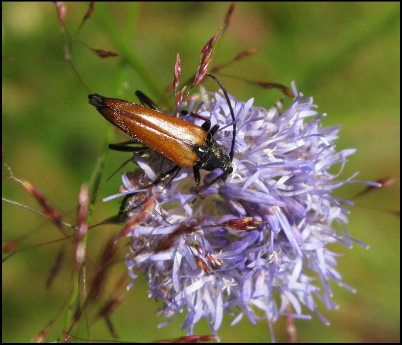 Hrig blombock. -Etorofus pubescens.jpg