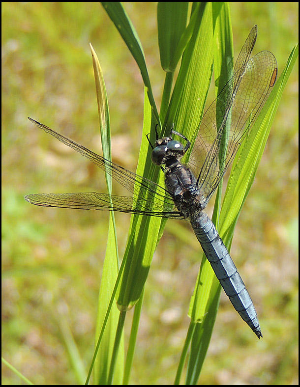 Orthetrum coerulescens - Mindre sjtrollslnda.jpg