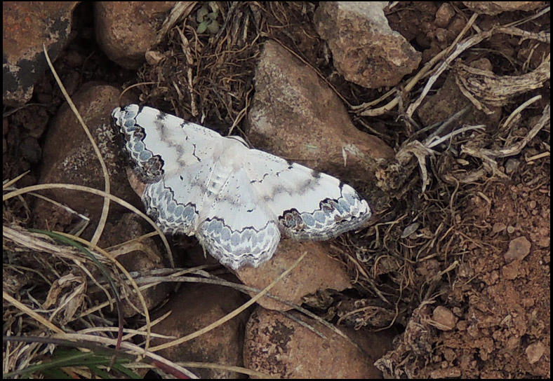 Blflckig  lvmtare - Scopula decorata -.jpg