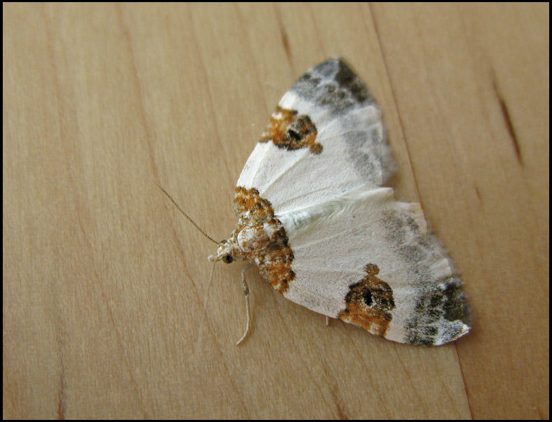 Tvåfärgad fältmätare - Plemyria rubiginata - .jpg