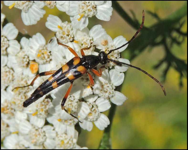 Smalvingad blombock - Strangalia attenuata .jpg