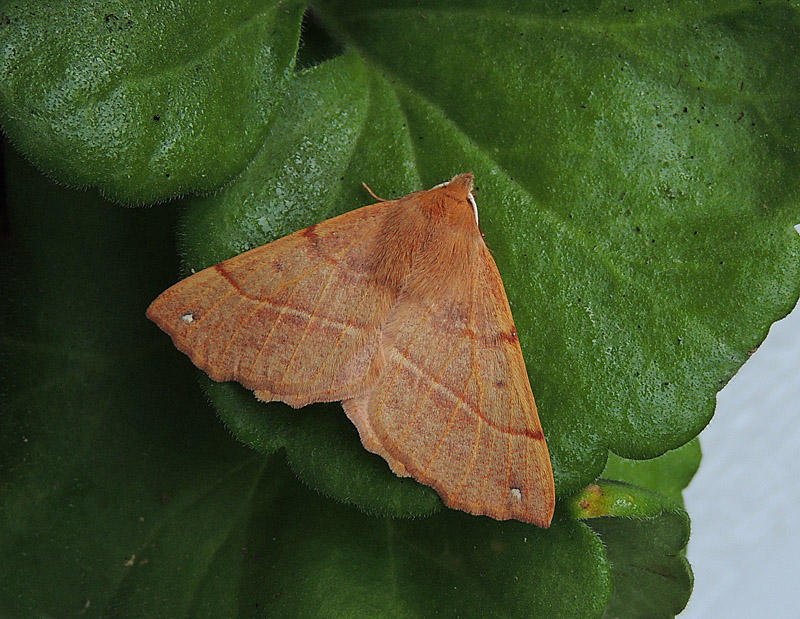 Spinnarmtare  - Colotois pennaria  - .jpg