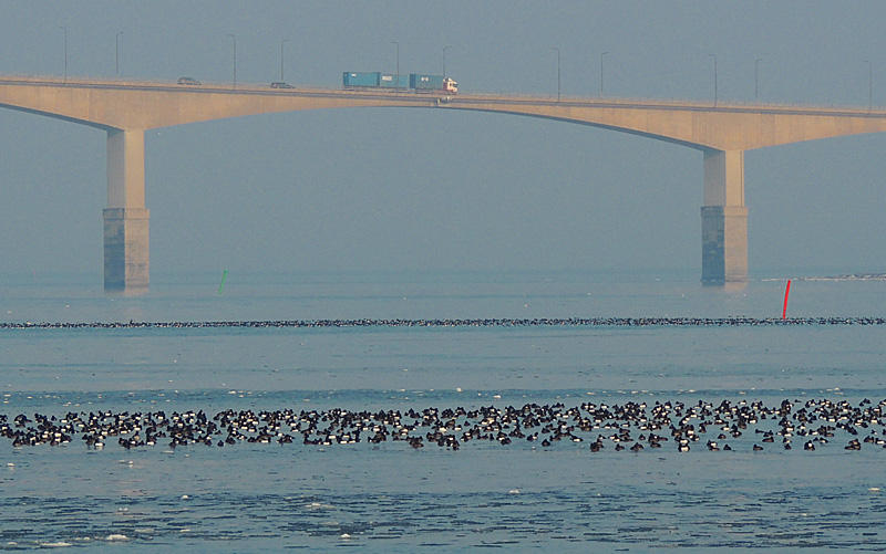 Bridge and birds.jpg