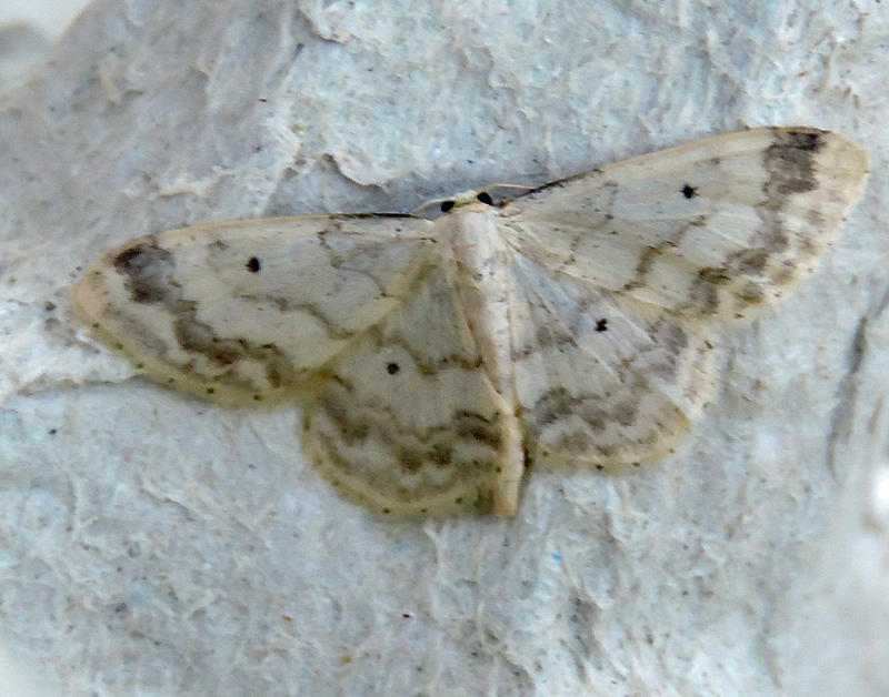 Brunflckad lvmtare - Idaea trigeminata - .jpg