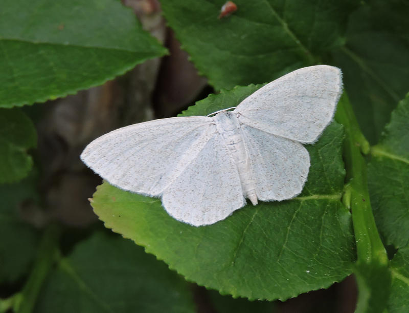 Blekgul lvmtare -Scopula floslactata .jpg