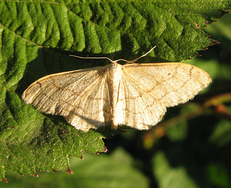 Vinkelstreckad lvmtare - Idaea aversata.jpg
