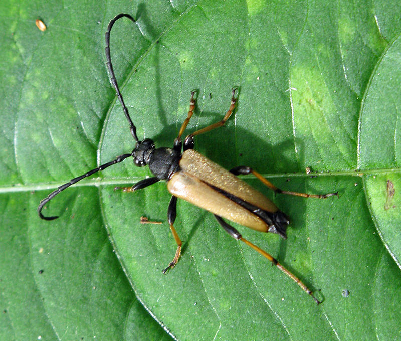 Gulrd blombock - Stictoleptura rubra, male .jpg