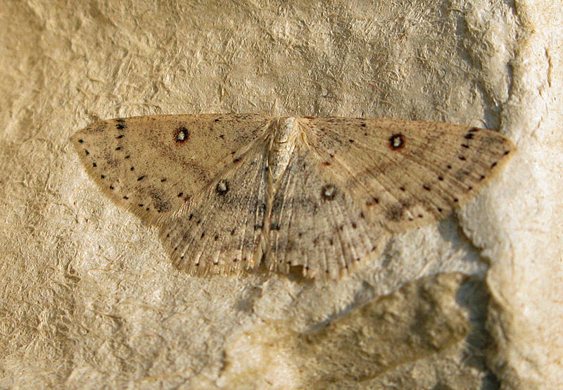 Bjrkgrdelmtare - Cyclophora albipunctata.jpg