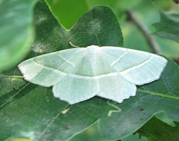 Blekgrn mtare - Campaea margaritaria .jpg