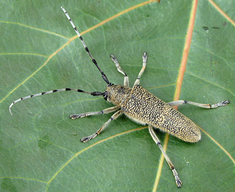 Strre aspvedbock - Saperda carcharias .jpg