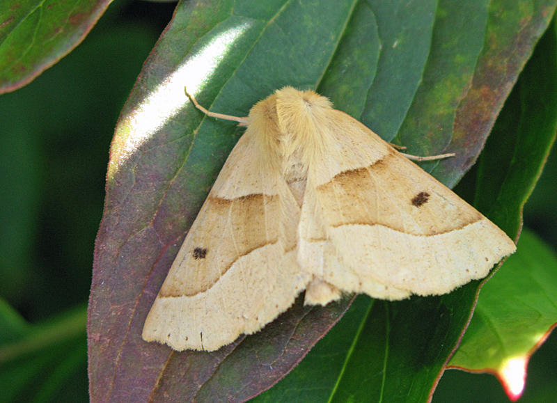 Ockragul rovmtare - Crocallis elinguaria  .jpg