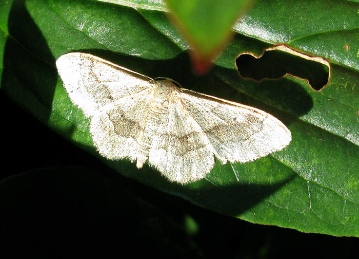 Vinkellvmtare - Idaea aversata  .jpg