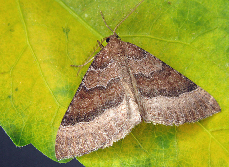 Kattostmtare - Larentia clavaria.jpg