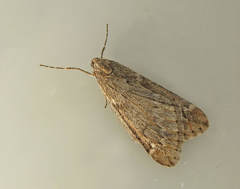 Ullgumpsmtare - Alsophila aescularia.jpg