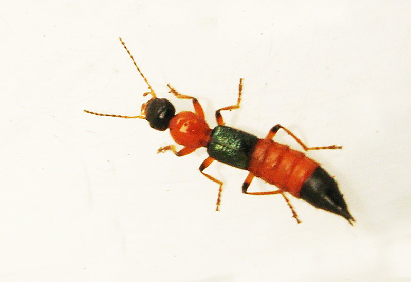 Kortvingar - Staphylinidae