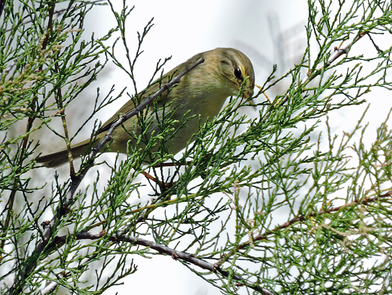 Iberian ChiffChaff - Iberisk gransngare.jpg