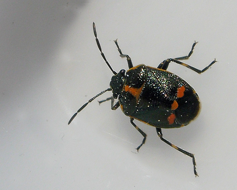 Eurydema oleracea - Rapssugare .jpg