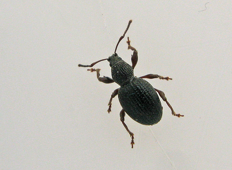 Otiorhyncus ovatus - Jordgubbsronvivel.jpg