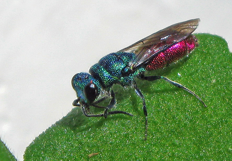 Guldstekel - Cuckoo Wasp -.jpg