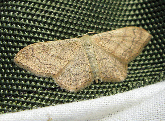 Ockralvmtare - Idaea ochrata .jpg