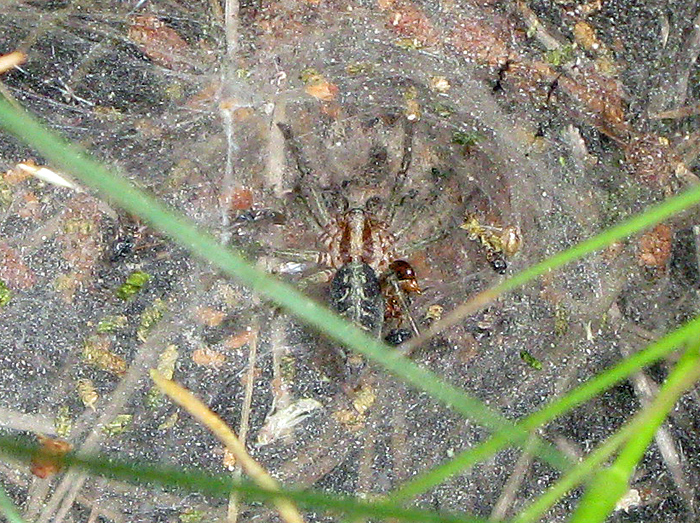 Labyrintspindel - Agelena labyrinthica  .jpg