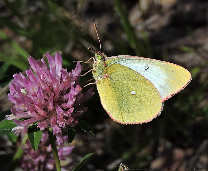 Moorland  Clouded Yellow - Colias palaeno - Svavelgul hfjril. jpg