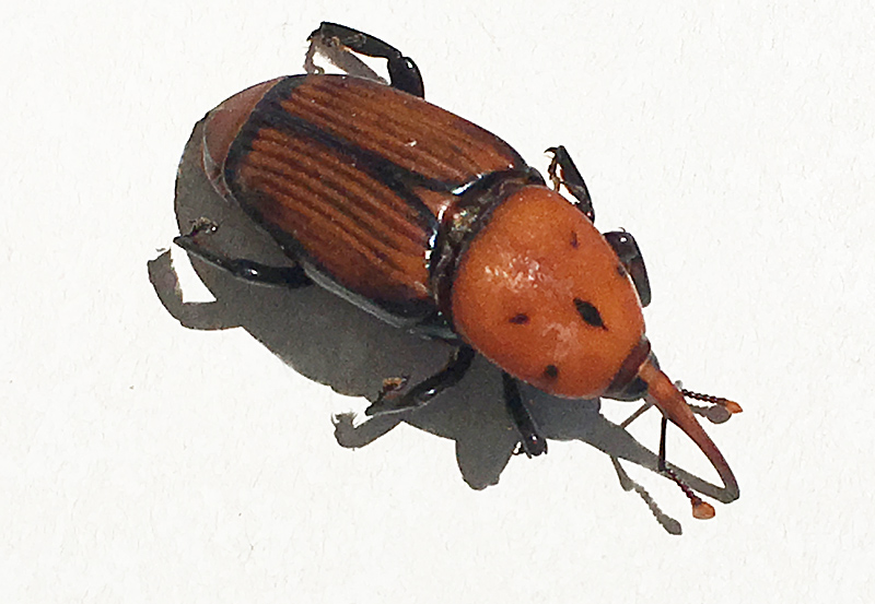 Rhynchophorus ferrugineus - Palmvivel, male.jpg