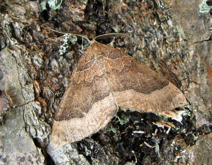 Kattostmtare - Larentia clavaria.jpg