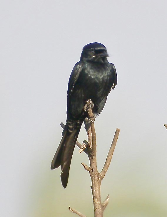 Fork-tailed Drongo.jpeg
